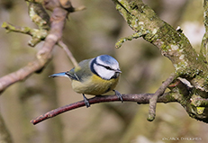 CHAFFINCH